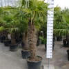 Palmboom Trachycarpus Fortunei (stam 110-120 Cm) -Huisdecoratie Winkel 110 120 scaled 1