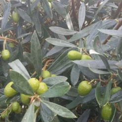 Olijfboom In Pot Olea Europaea Florida In Sierpot 7 Olijfboom In Pot Olea Europaea Florida In Sierpot -Huisdecoratie Winkel 20191008 101200 resized