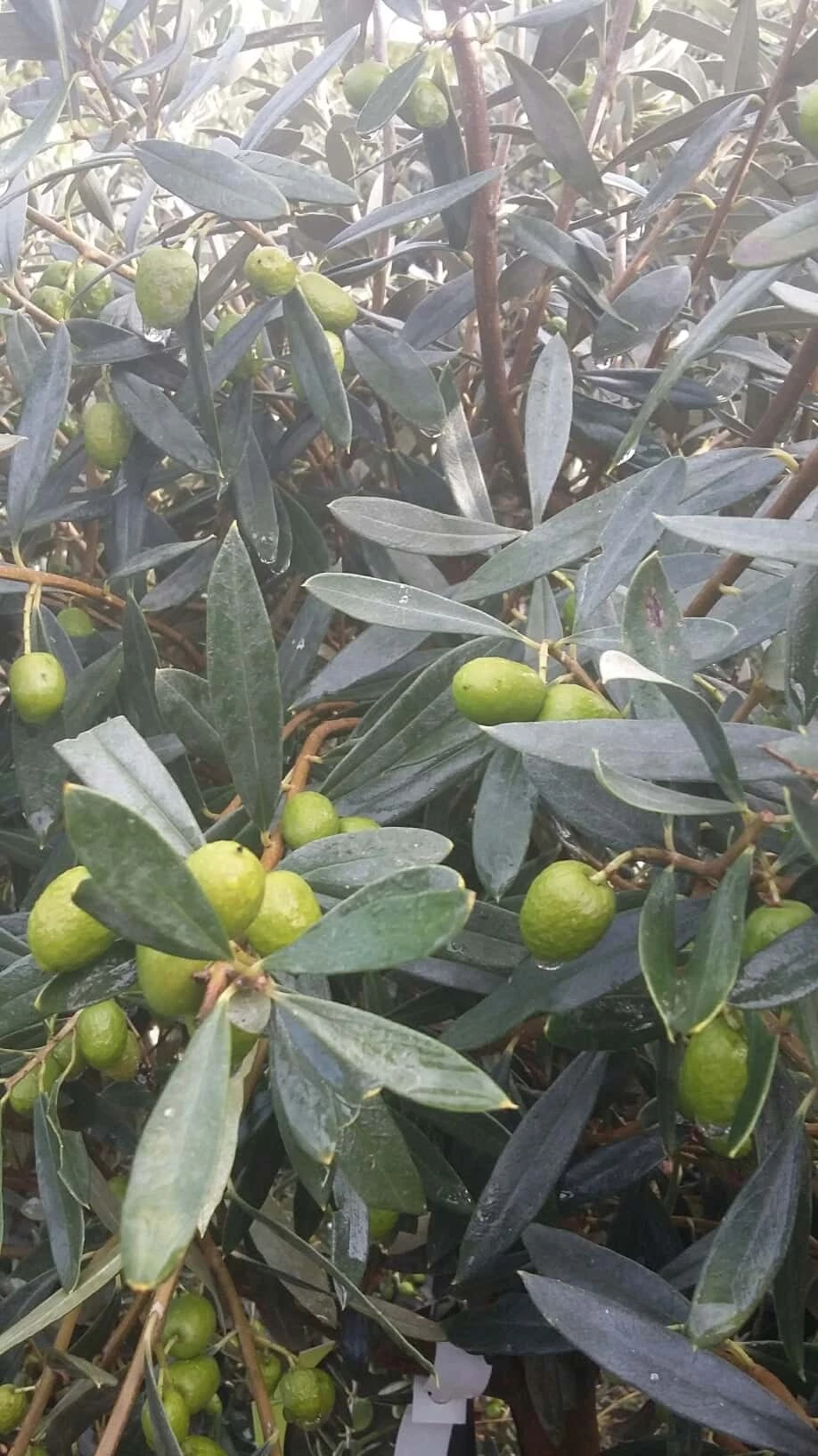 Olijfboom In Pot Olea Europaea Florida In Sierpot 5 Olijfboom In Pot Olea Europaea Florida In Sierpot - Afbeelding 3