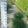 Pinus Nigra Nigra -Huisdecoratie Winkel 20220907 153222 rotated 1
