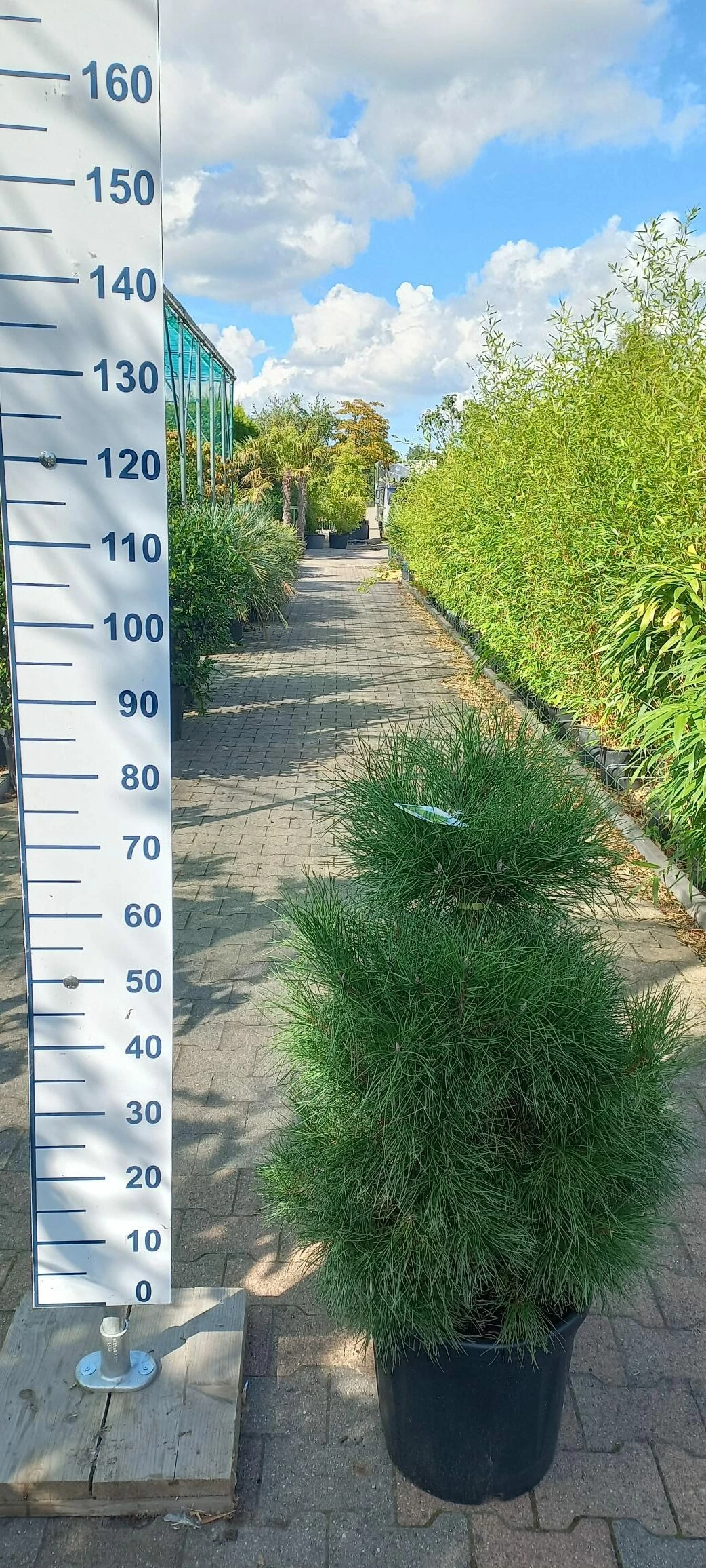 Pinus Nigra Nigra 3 Pinus Nigra Nigra