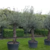 Olijfboom Olea Europea -Huisdecoratie Winkel 20230524 101956