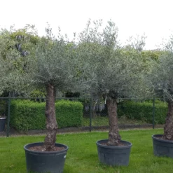 Olijfboom Olea Europea