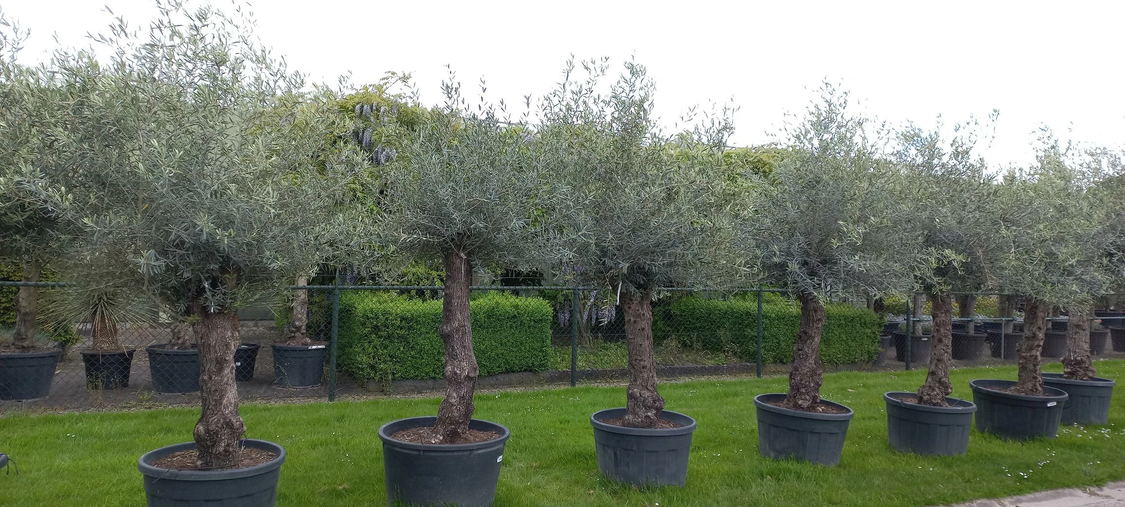 Olijfboom Olea Europea 3 Olijfboom Olea Europea