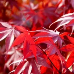 Voorkant -Huisdecoratie Winkel Acer Fireglow
