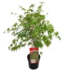 Acer Palmatum ‘Sangokaku’ -Huisdecoratie Winkel Acer palm. Sangokaku C3 3 scaled 1