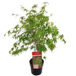 Acer Palmatum ‘Sangokaku’