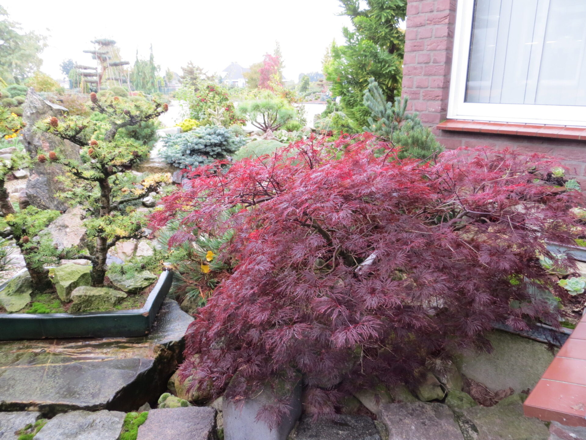 Voorkant -Huisdecoratie Winkel Acer palmatum Red Filigree Lace 10 17 2012 5 38 17 AM e1677284096993