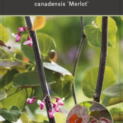 Cercis Canadensis ‘Merlot’