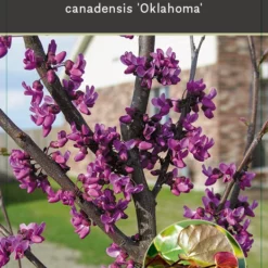 Cercis Canadensis ‘Oklahoma’