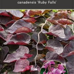 Cercis Canadensis ‘Ruby Falls’