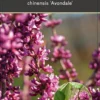 Cercis Chin. Avondale 1 Cercis Chin. Avondale -Huisdecoratie Winkel COLL0034 1 1