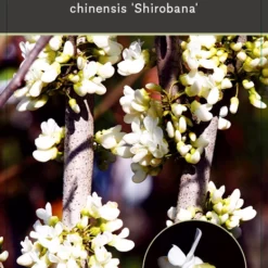 Cercis Chinensis Shirobana