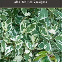 Cornus Alba Sibirica Variegata -Huisdecoratie Winkel COLL0041 1
