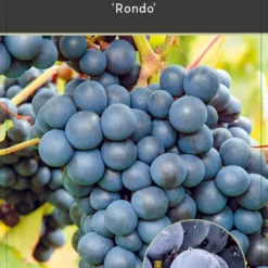Vitis Rondo Druif 9 Vitis Rondo Druif -Huisdecoratie Winkel COLL0262 1