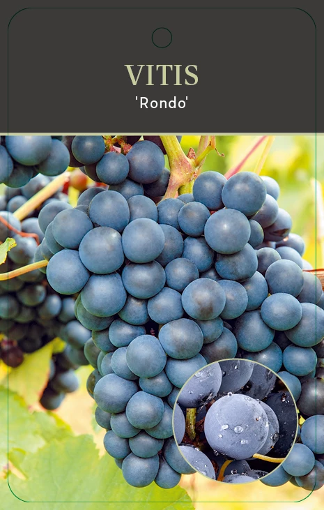 Vitis Rondo Druif 6 Vitis Rondo Druif - Afbeelding 4