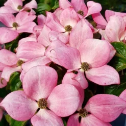 Cornus Kousa ‘Satomi’