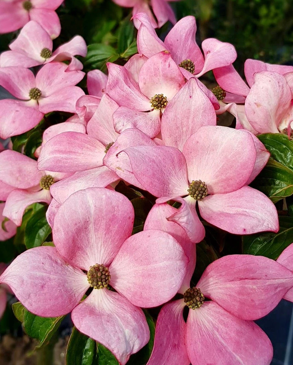 Cornus Kousa ‘Satomi’ 3 Cornus Kousa ‘Satomi’