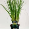 Cortaderia Selloana ‘Evita’ – Pampasgras -Huisdecoratie Winkel Cortaderia Evita C5