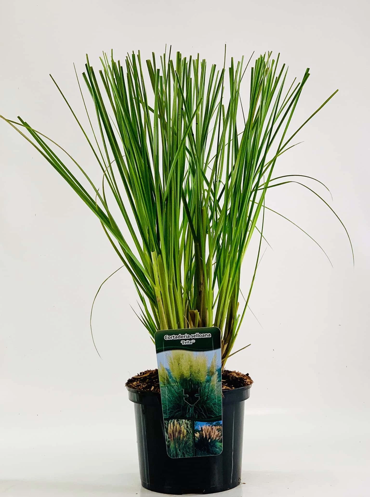 Cortaderia Selloana ‘Evita’ – Pampasgras 3 Cortaderia Selloana ‘Evita’ – Pampasgras