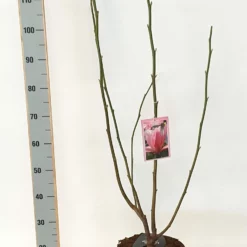 Magnolia ‘Daybreak’