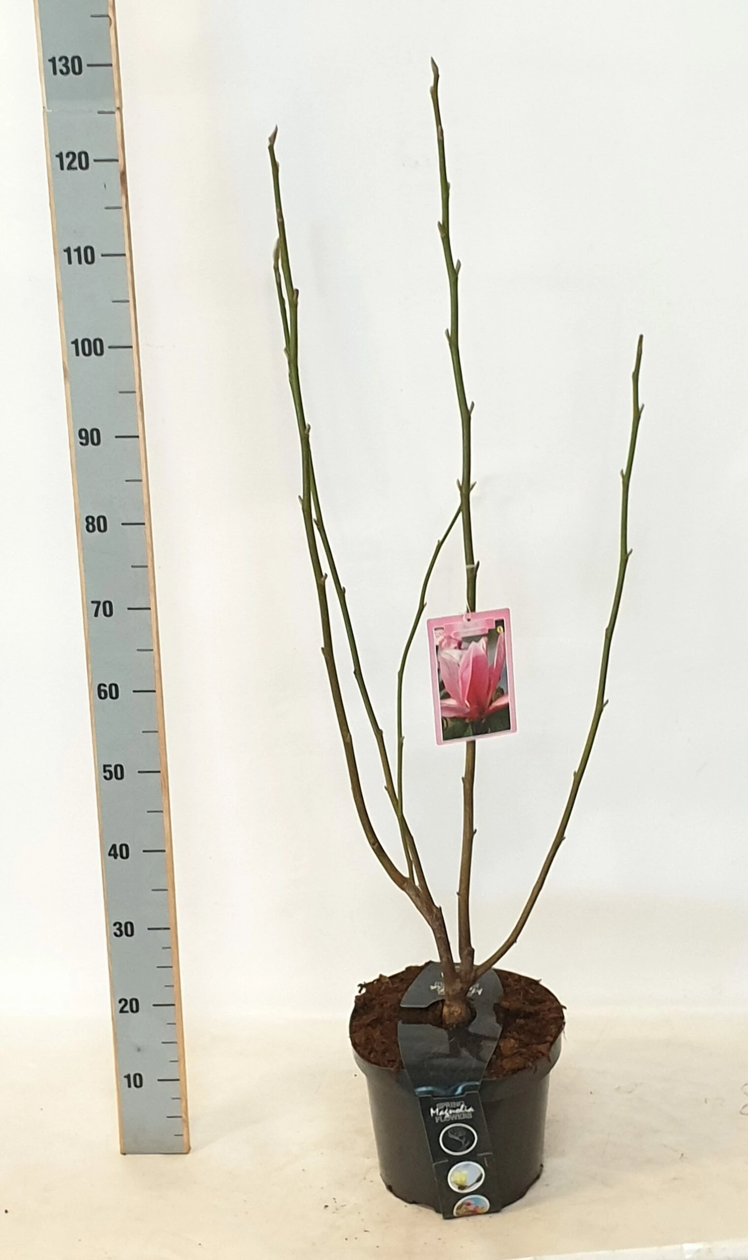 Magnolia ‘Daybreak’ 3 Magnolia ‘Daybreak’