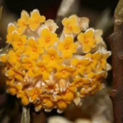 Edgeworthia Chrysantha ‘Grandiflora’ -Huisdecoratie Winkel Edgeworthia Grandiflora