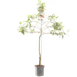 Malus Jonagold Appel -Huisdecoratie Winkel F0106 Elstar blad
