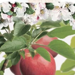 Malus Cox Orange Appel