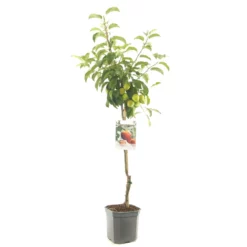 Malus Jonagold Appel -Huisdecoratie Winkel F1106 Elstar blad
