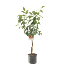 Prunus Victoria 12 Prunus Victoria -Huisdecoratie Winkel F1310 Victoria blad