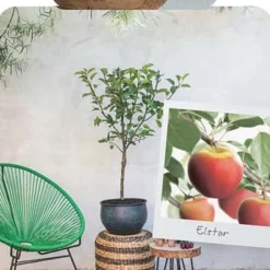 Malus Jonagold Appel -Huisdecoratie Winkel F4106CITY