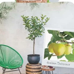 Malus Dom. Golden Delicious Patioboom