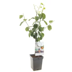 Prunus Victoria 11 Prunus Victoria -Huisdecoratie Winkel F4310 Victoria blad