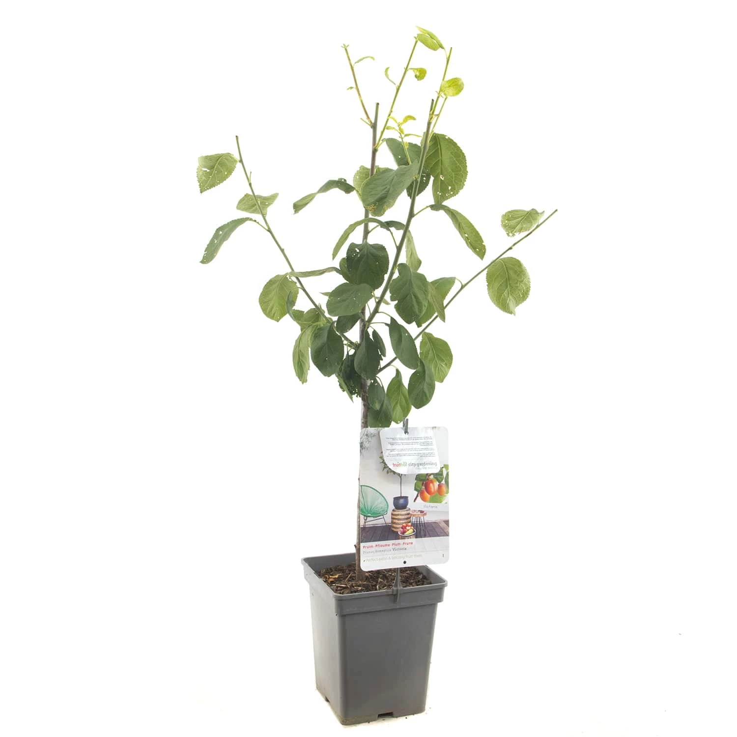 Prunus Victoria 5 Prunus Victoria - Afbeelding 3