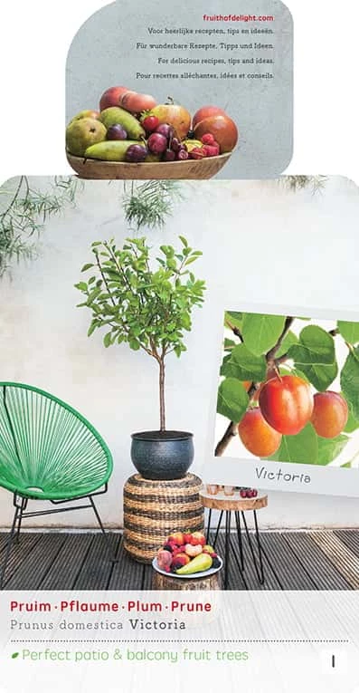 Prunus Victoria 4 Prunus Victoria - Afbeelding 2