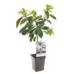 Prunus Avium Sunburst -Huisdecoratie Winkel F4410 Sunburst blad