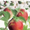 Malus Jonagold Appel -Huisdecoratie Winkel F7111