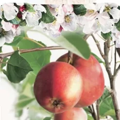 Malus Domestica ‘Summerred’