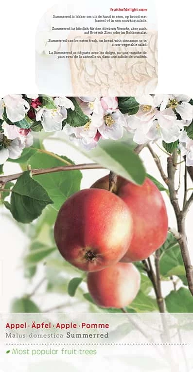 Malus Domestica ‘Summerred’ 3 Malus Domestica ‘Summerred’