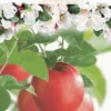 Malus Domestica ‘Pinova’ Laagstam -Huisdecoratie Winkel F7118