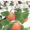 Malus Domestica ‘Groninger Kroon’ Halfstam -Huisdecoratie Winkel F7153