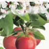 Malus Domestica ‘Jonathan’ Halfstam -Huisdecoratie Winkel F7154