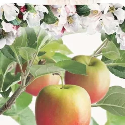 Malus Domestica ‘Notarisappel’ Halfstam