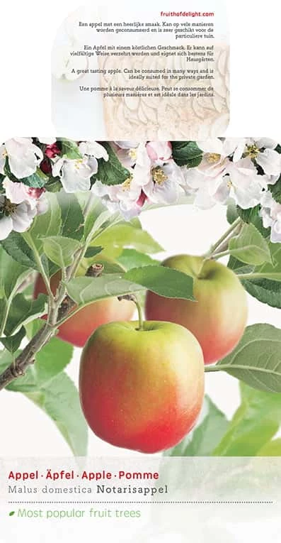 Malus Domestica ‘Notarisappel’ Halfstam 3 Malus Domestica ‘Notarisappel’ Halfstam