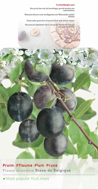 Prunus Domestica ‘Bleue De Belgique’ 3 Prunus Domestica ‘Bleue De Belgique’