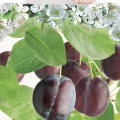 Prunus Domestica ‘Reinde Claude D’oullins’