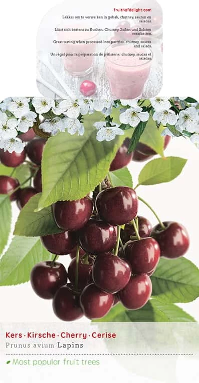 Prunus Avium ‘Lapins’ 3 Prunus Avium ‘Lapins’