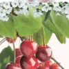 Prunus Avium Stella -Huisdecoratie Winkel F7409