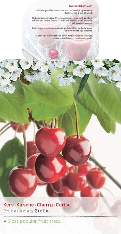 Prunus Avium Stella 3 Prunus Avium Stella